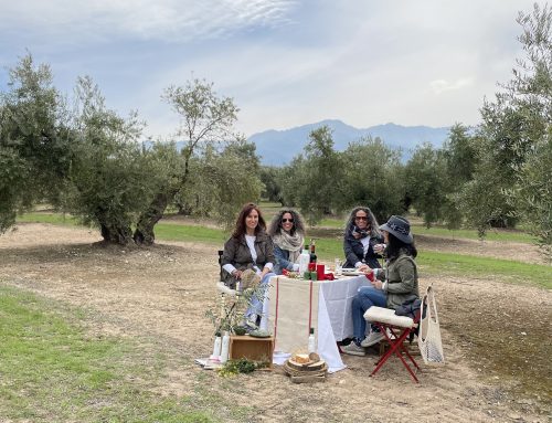 The olive tree: our most international tree, beyond decoration