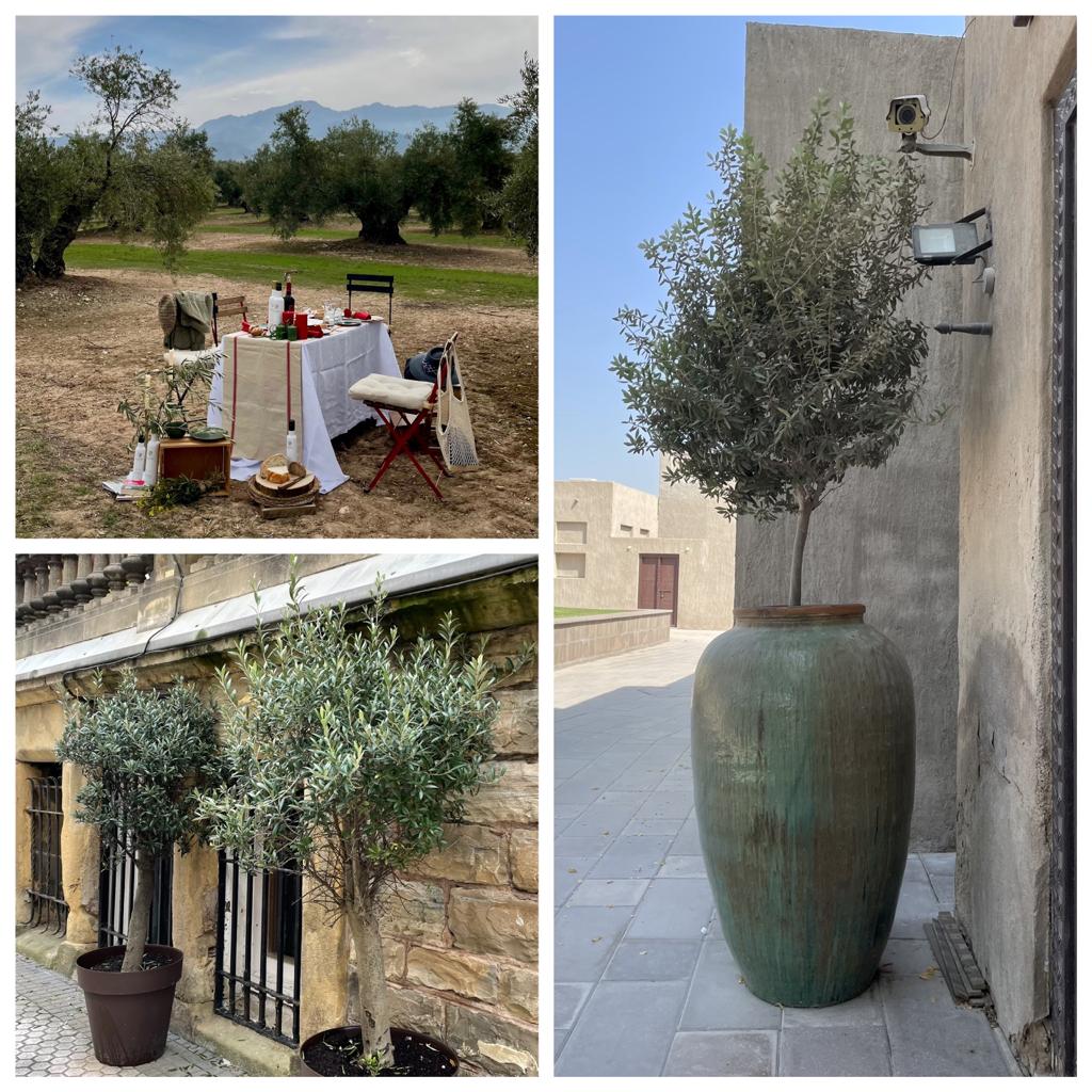 Los olivos como objetos decorativos