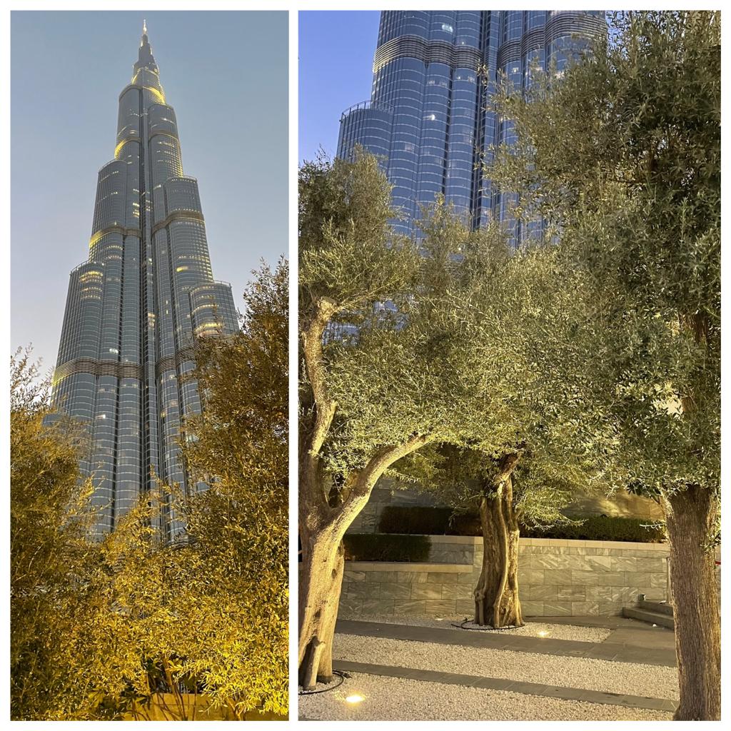 Olivos en espacios públicos